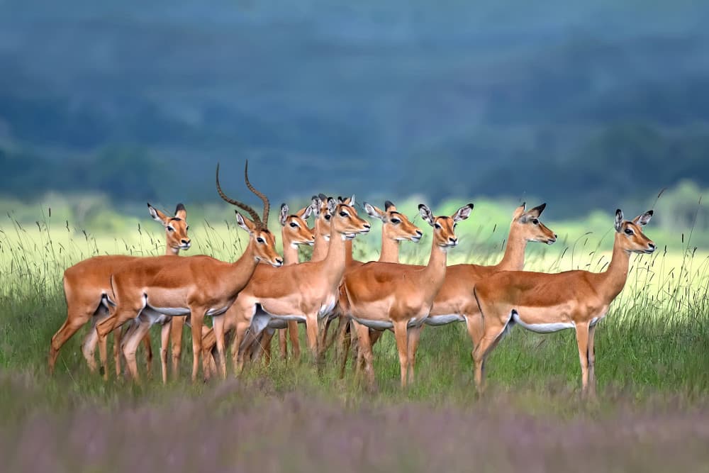 Graceful Impalas in Grass by Xavier Ortega — canvas wall art