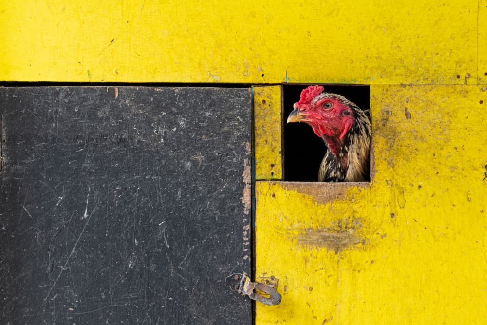 Yellow Coop Rooster by Ali Khataw — canvas wall art