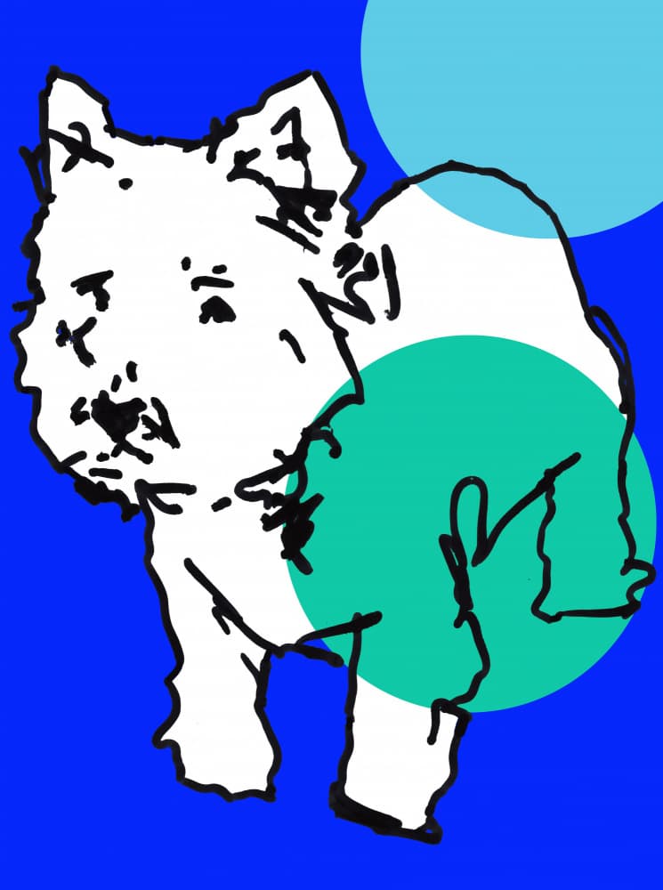 Playful Westie Illustration by casa cartissi — canvas wall art