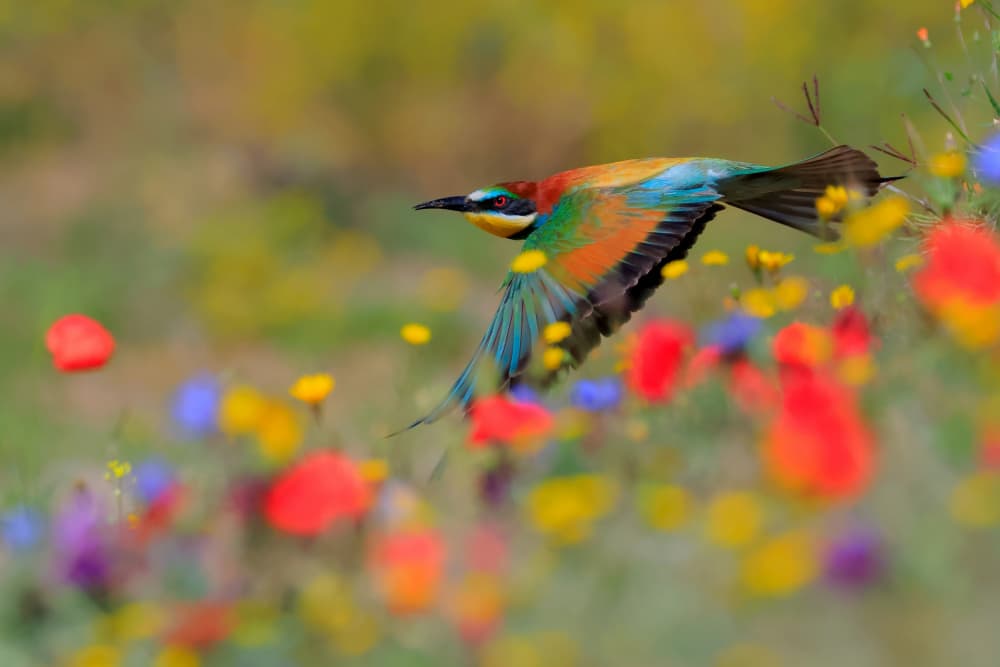 Colorful Bird Over Wildflowers by Andres Miguel Dominguez — canvas wall art