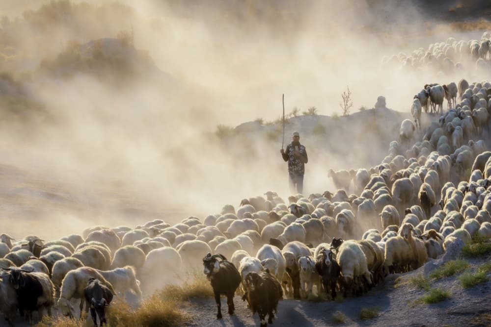 Shepherd's Dusty Flock by Ali Can — canvas wall art