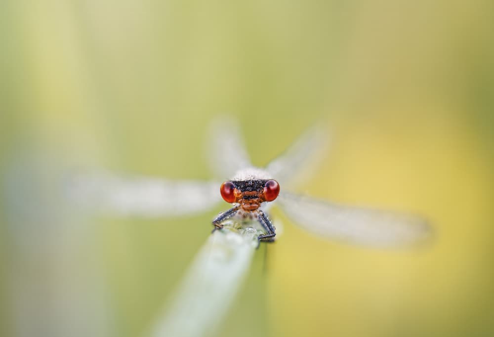 Vivid Red Damselfly by Magnus Renmyr — canvas wall art