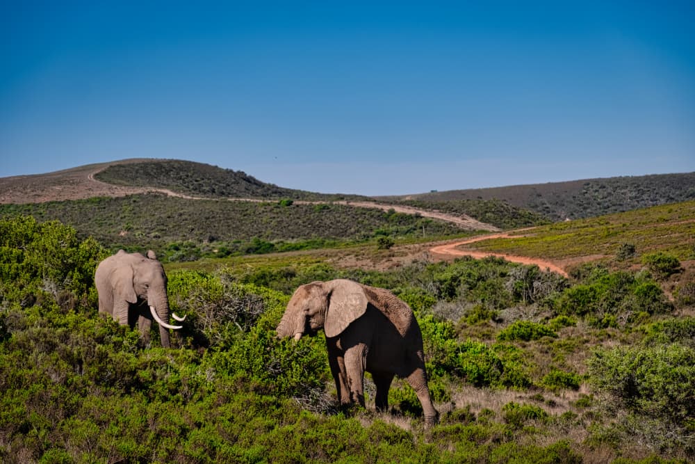 Wild African Elephants by Dan Edwards — canvas wall art