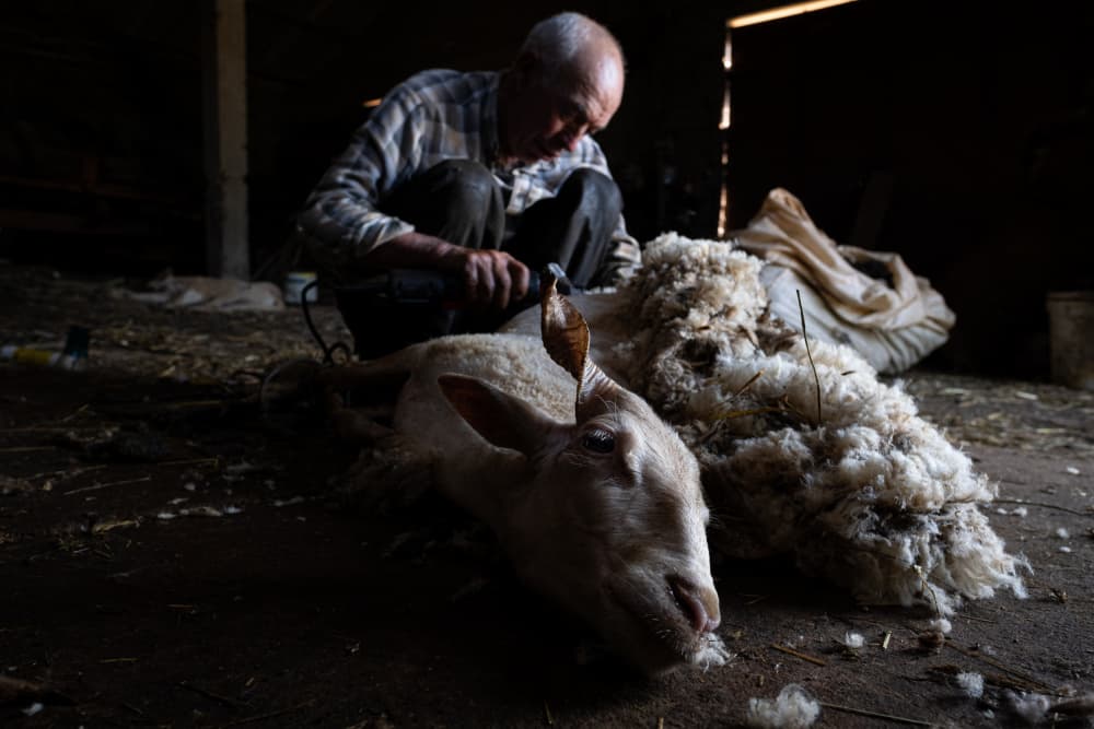 Man Shearing Sheep by Joao Galamba — canvas wall art