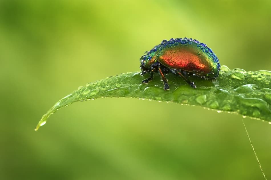 Iridescent Dewy Beetle by ArtFiction (Andre Gehrmann) — canvas wall art