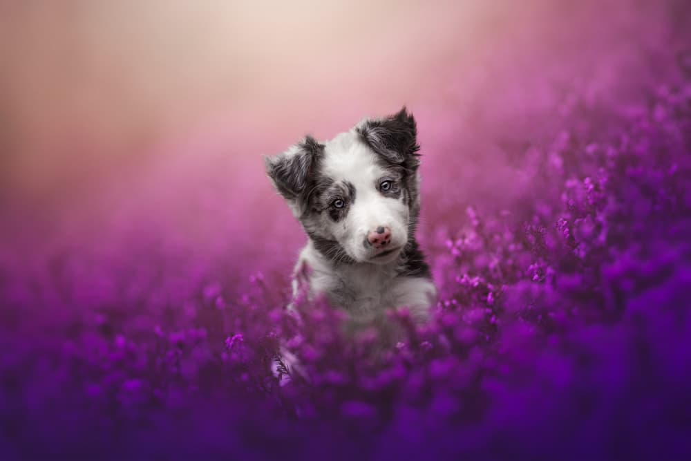 Dreamy Puppy Purple Flowers by Ve Shandor — canvas wall art