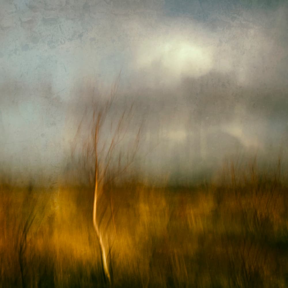 Golden Field Tree by Jacqueline van Bijnen — canvas wall art