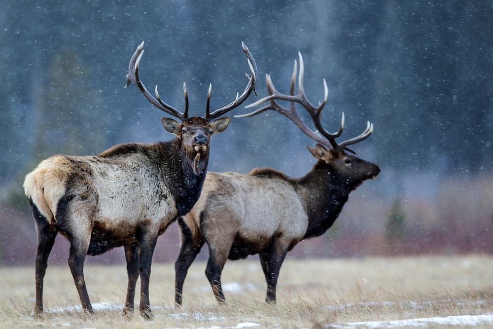 Bull Elk In Snowfall by verdon — canvas wall art