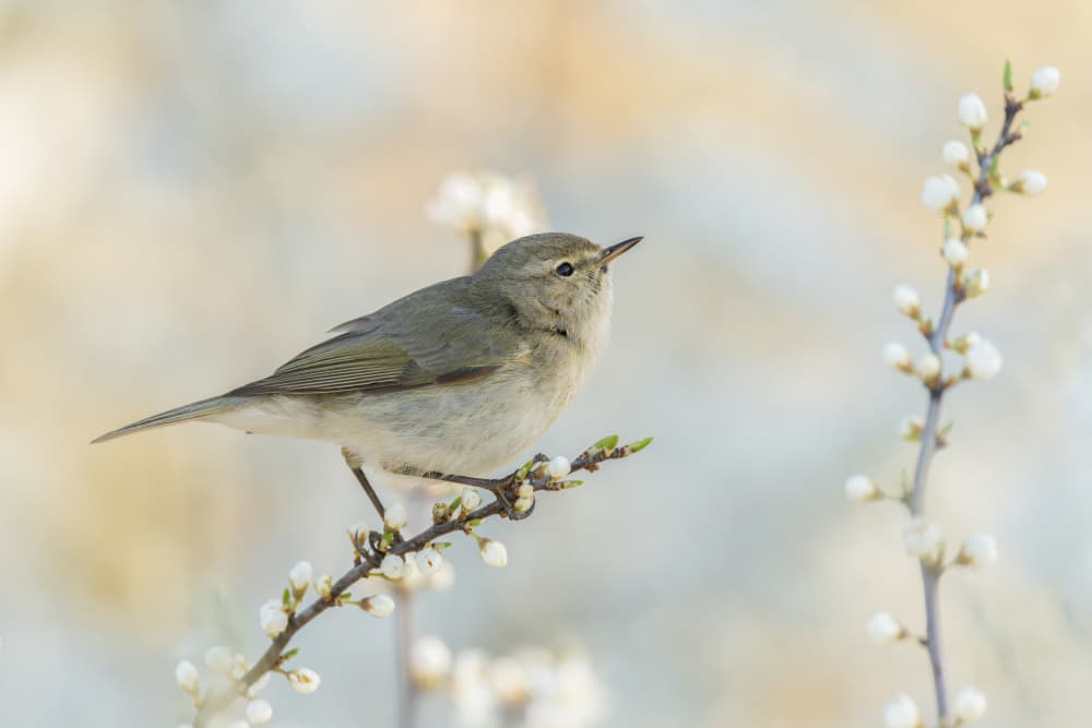 Delicate Bird on Bloom Branch by Damian Stopczynski — canvas wall art