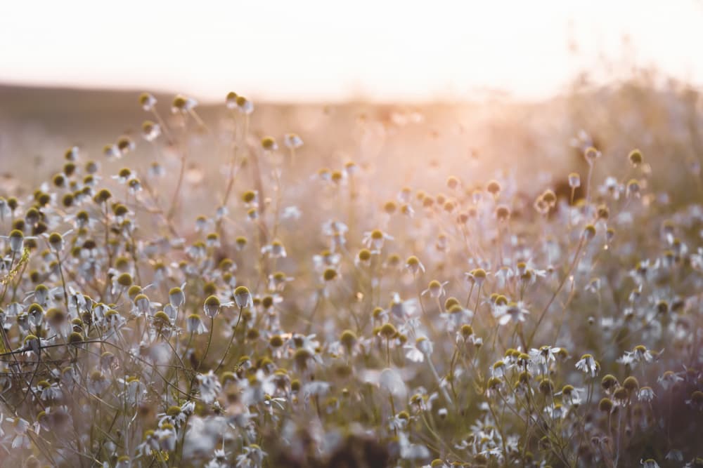 Summer Morning 7 by Mareike Böhmer — canvas wall art