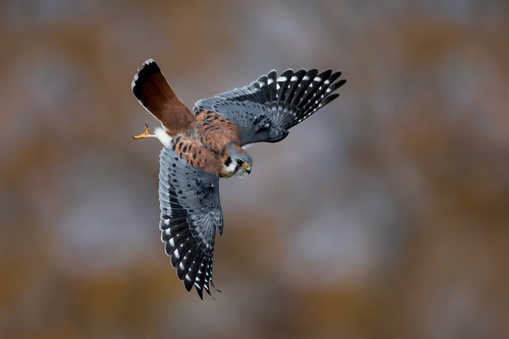 American Kestrel Flight by Max Wang — canvas wall art