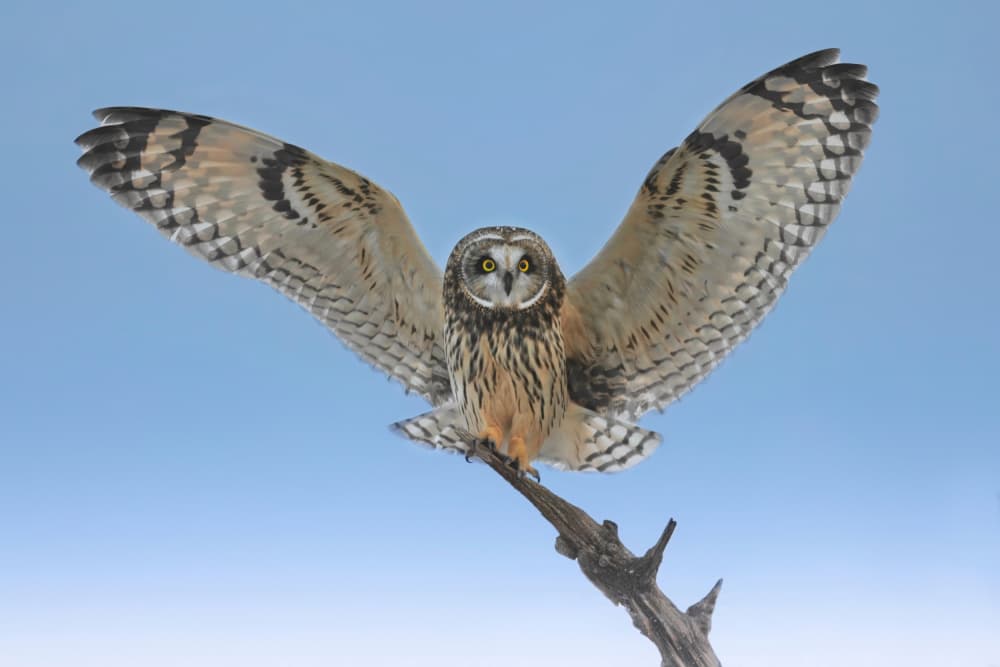 Majestic Owl Perched by Gavin Lam — canvas wall art