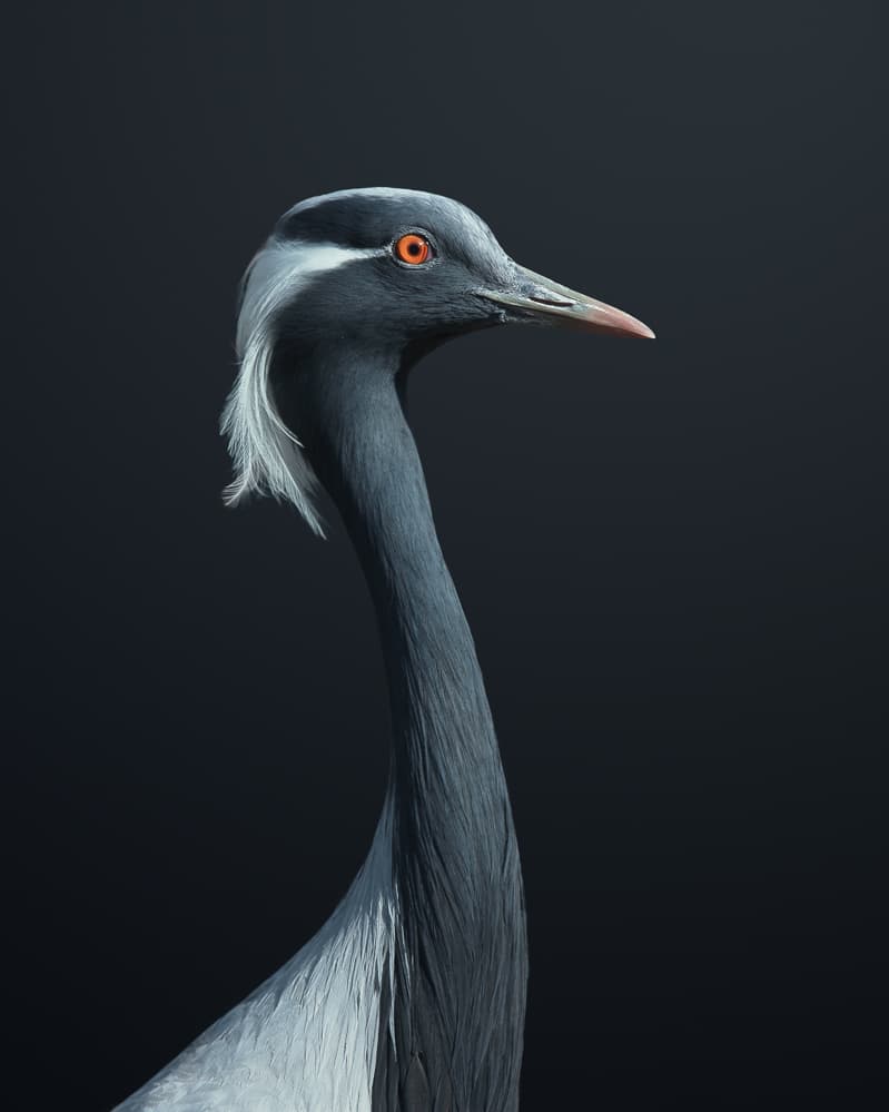 Demoiselle Crane Profile by fegari — canvas wall art