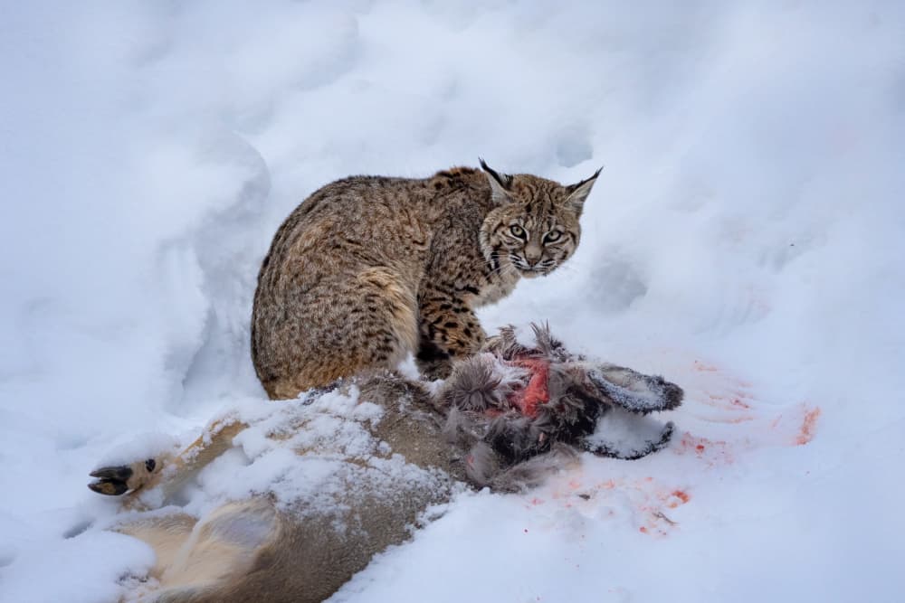 Bobcat With Winter Prey by Siyu_Wei APA — canvas wall art