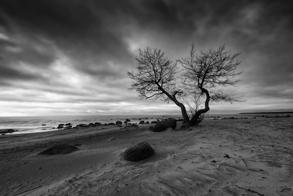 Stark Beach Tree by Konstantin Selezenev — canvas wall art