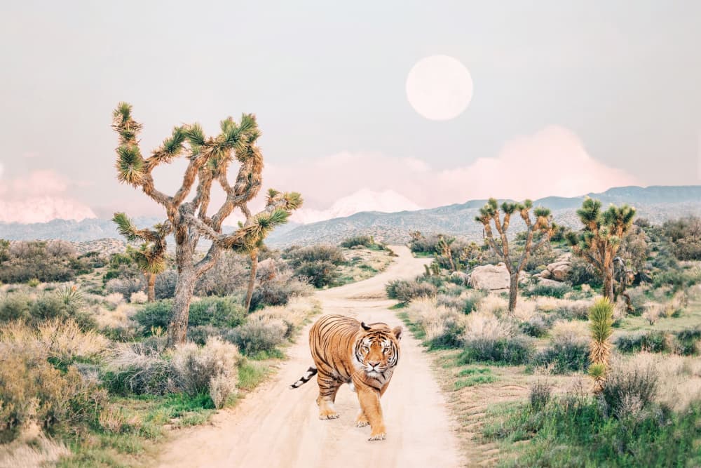 Wandering Tiger by Kathrin Pienaar — canvas wall art