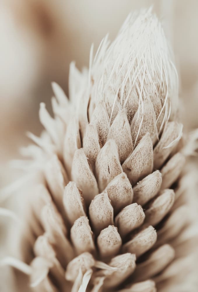 Whispering Blossoms by Treechild — canvas wall art