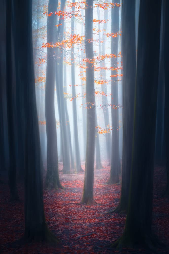 Misty Autumn Forest by Majid Behzad — canvas wall art