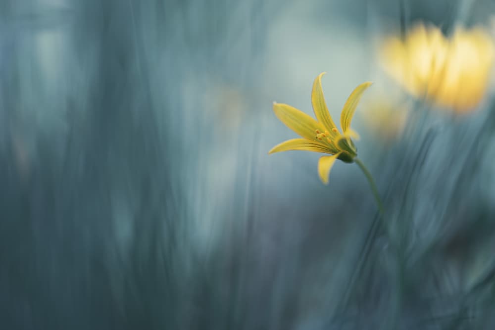 Dreamy Yellow Bloom by Igor Kopcev — canvas wall art