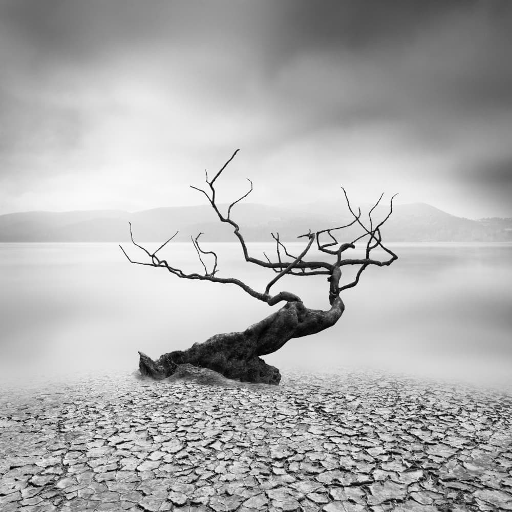 Lonely Barren Tree by George Digalakis — canvas wall art