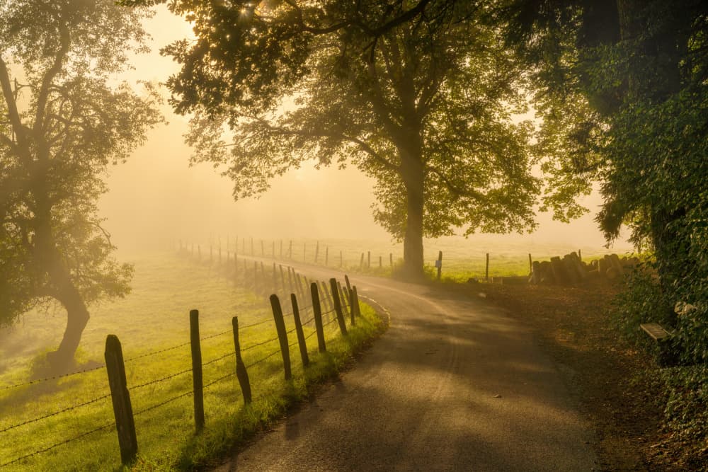 Golden Misty Road by Norbert Maier — canvas wall art
