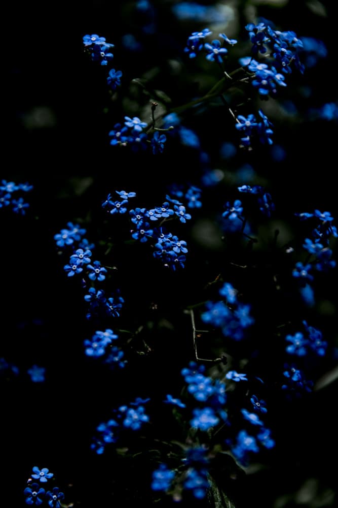 Midnight Blue Flowers by Mareike Böhmer — canvas wall art