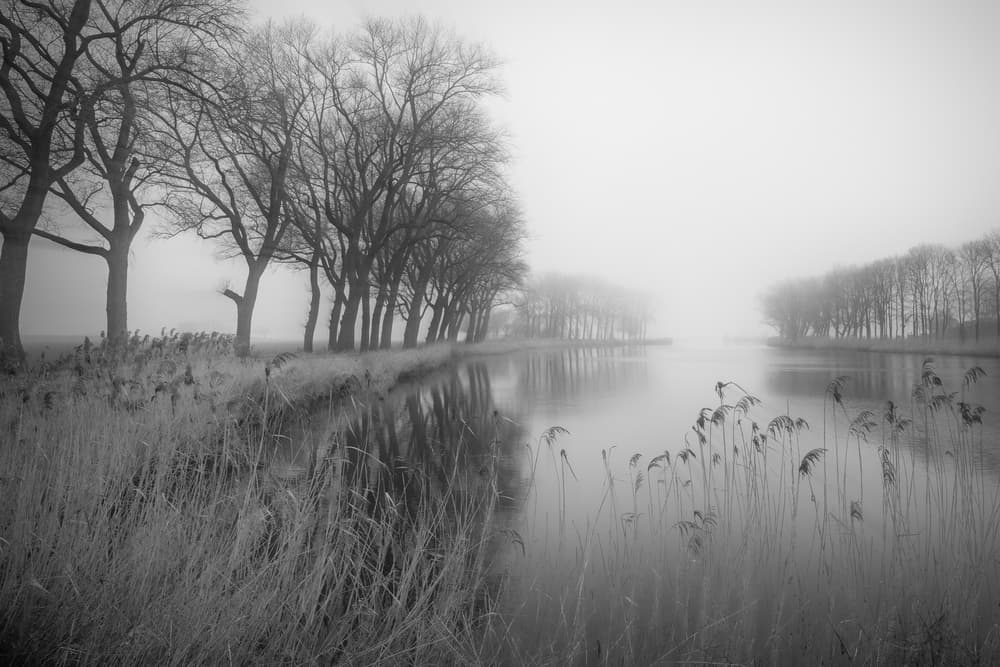 Misty River Trees by Annie Keizer — canvas wall art