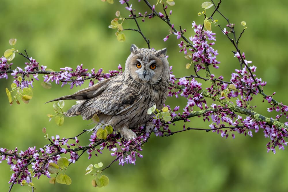 Spring Owl in Bloom by Caroline Wirtz — canvas wall art