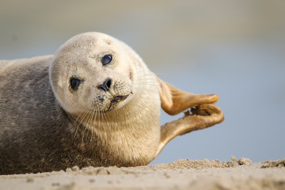 Curious Baby Seal by Anne Ponsen — canvas wall art