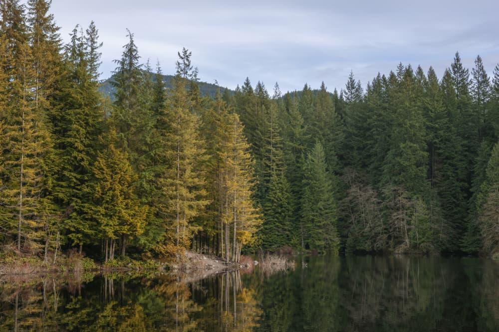 Autumn Forest Reflections by Lynann Colligan — canvas wall art