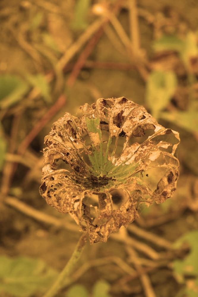 Intricate Leaf Decay by Santhosh ch — canvas wall art