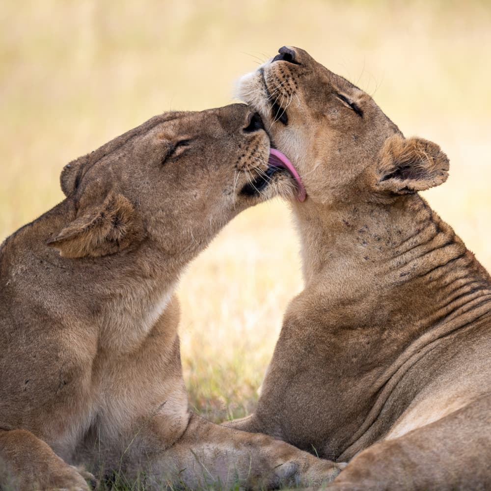 African Lion Bond by Massimo Felici — canvas wall art
