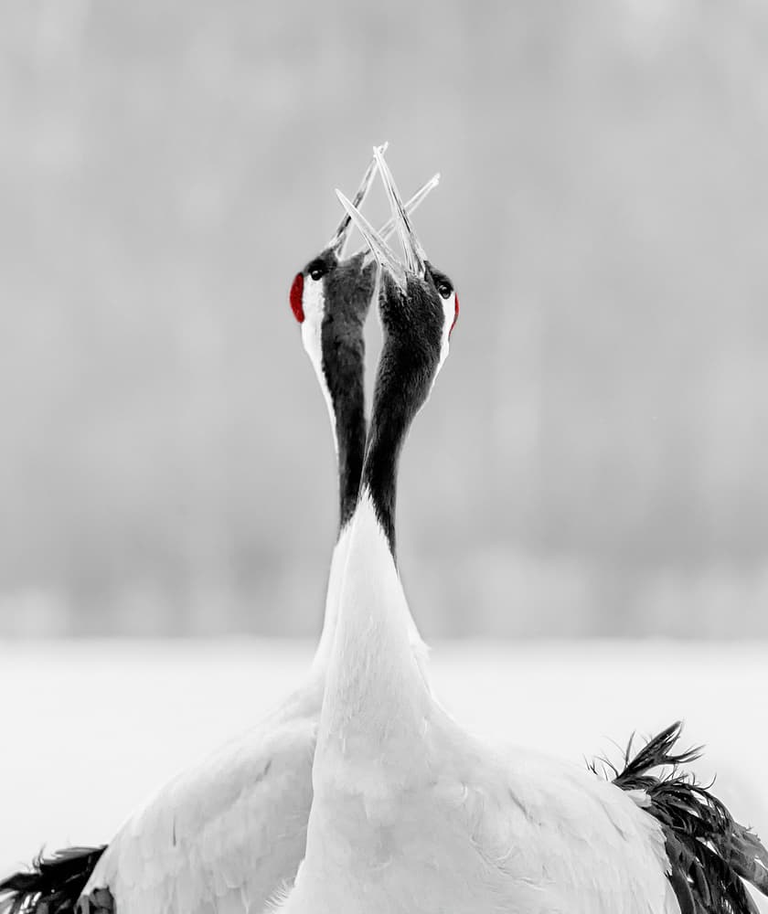 Red-crowned Cranes Duet by Jie Fischer — canvas wall art