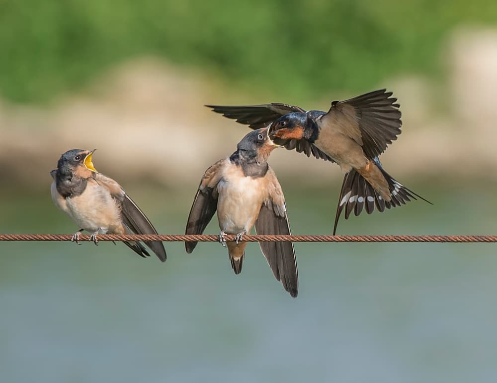Swallows Feeding Their Young by Mallal Moshe — canvas wall art
