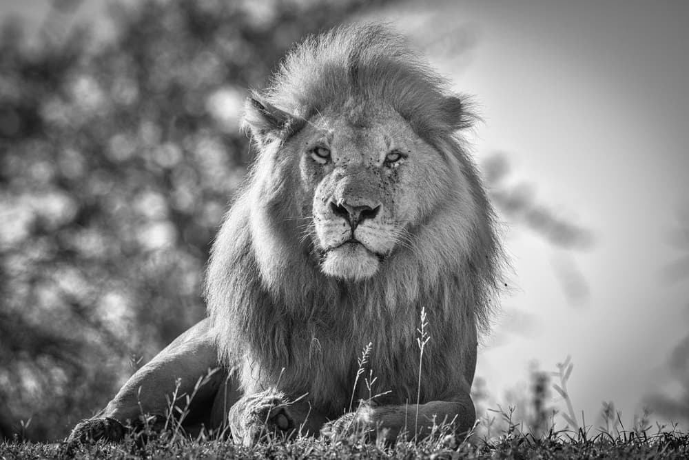 Monochromatic lion king by Jeffrey C. Sink — canvas wall art