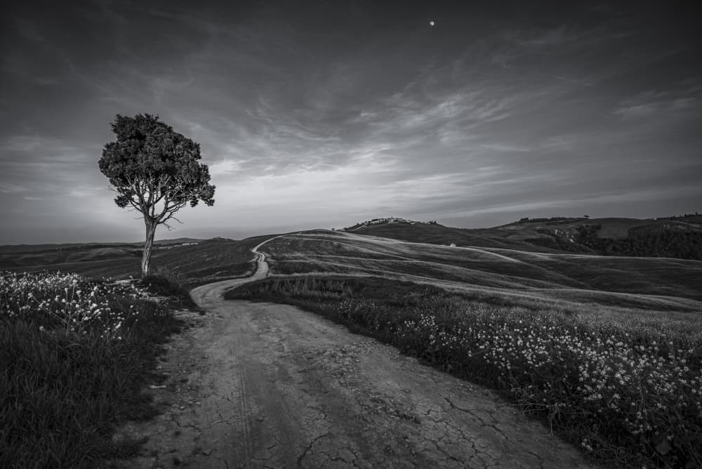 Solitary Tree Country Path by Isam Telhami — canvas wall art