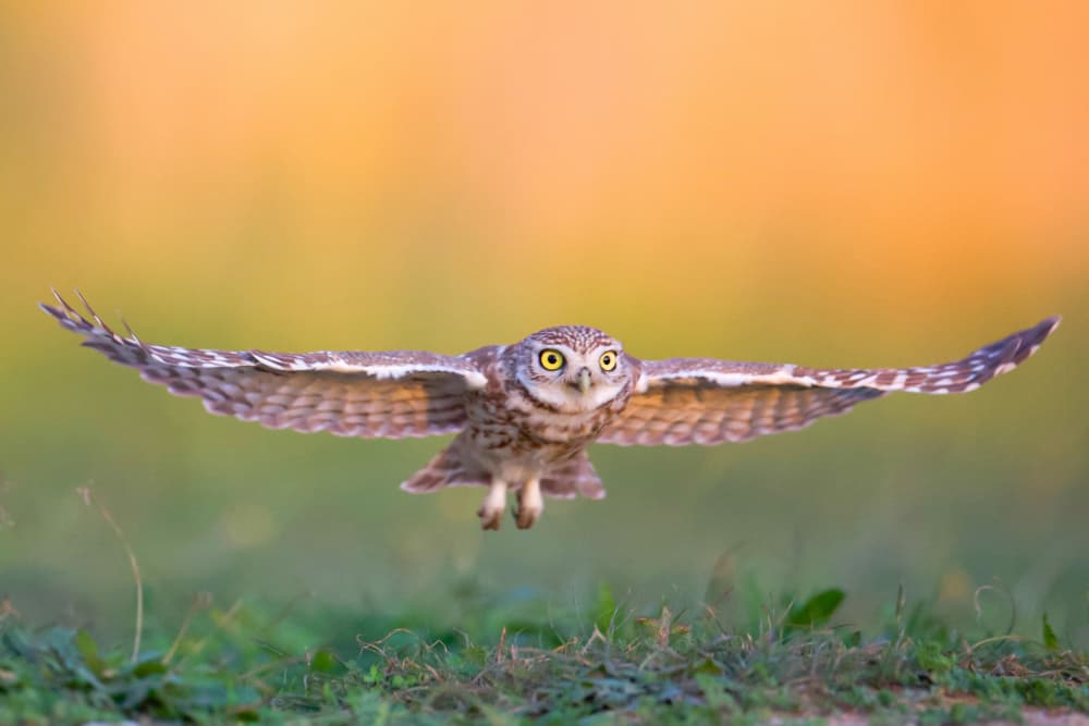 Burrowing Owl Flight by David Manusevich — canvas wall art