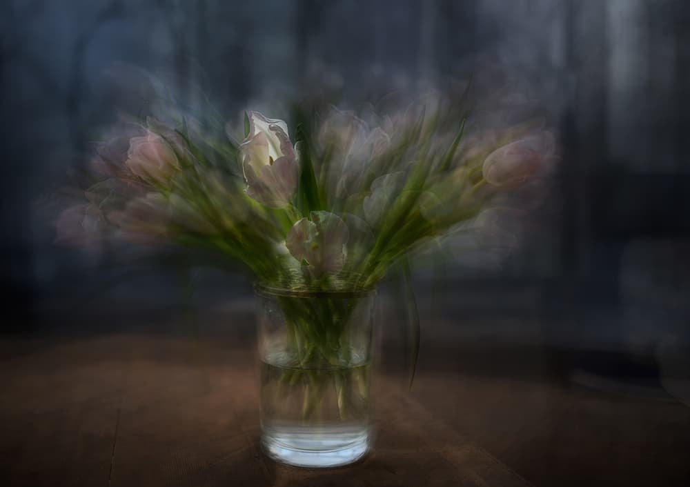 Soft Blooming Tulips by Katarina Holmström — canvas wall art