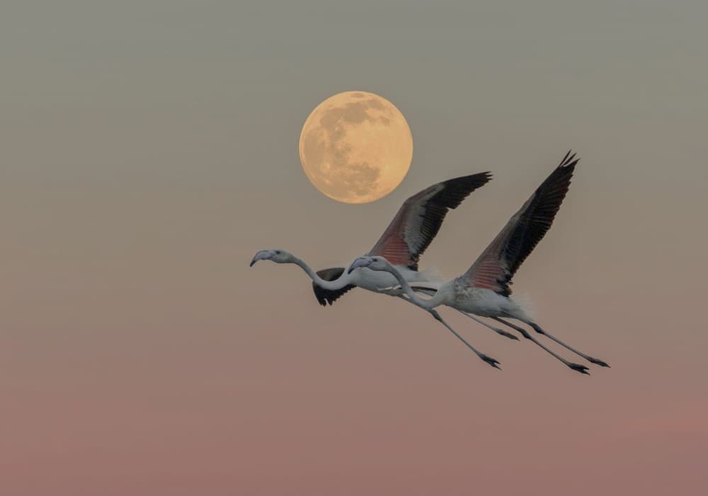 Flamingos Under Full Moon by אייל בר אור • Eyal Bar Or — canvas wall art