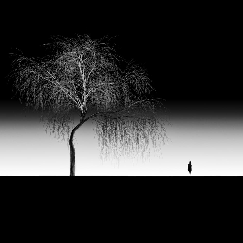 Solitary Weeping Tree by Marchevca Bogdan — canvas wall art