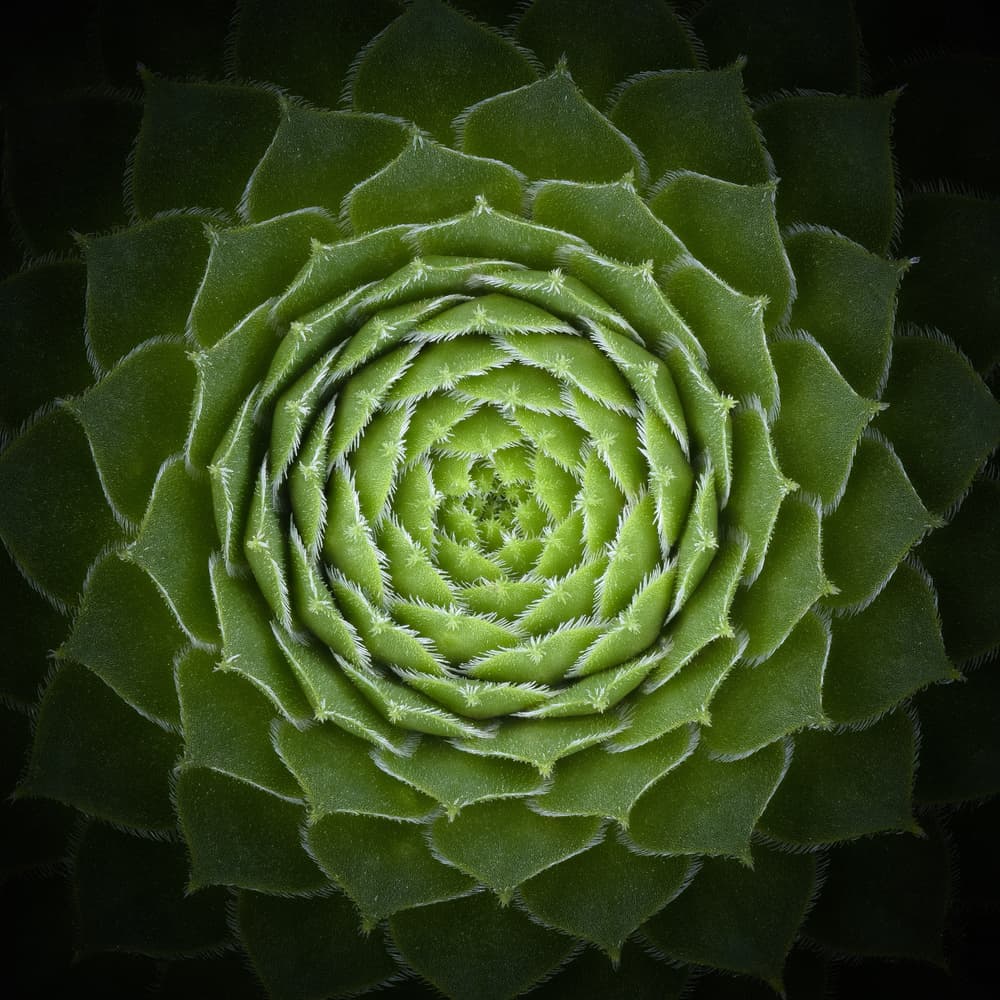 Succulent Green Spiral by Victor Mozqueda — canvas wall art