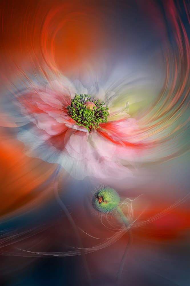 Vibrant Abstract Poppy by Lydia Jacobs — canvas wall art