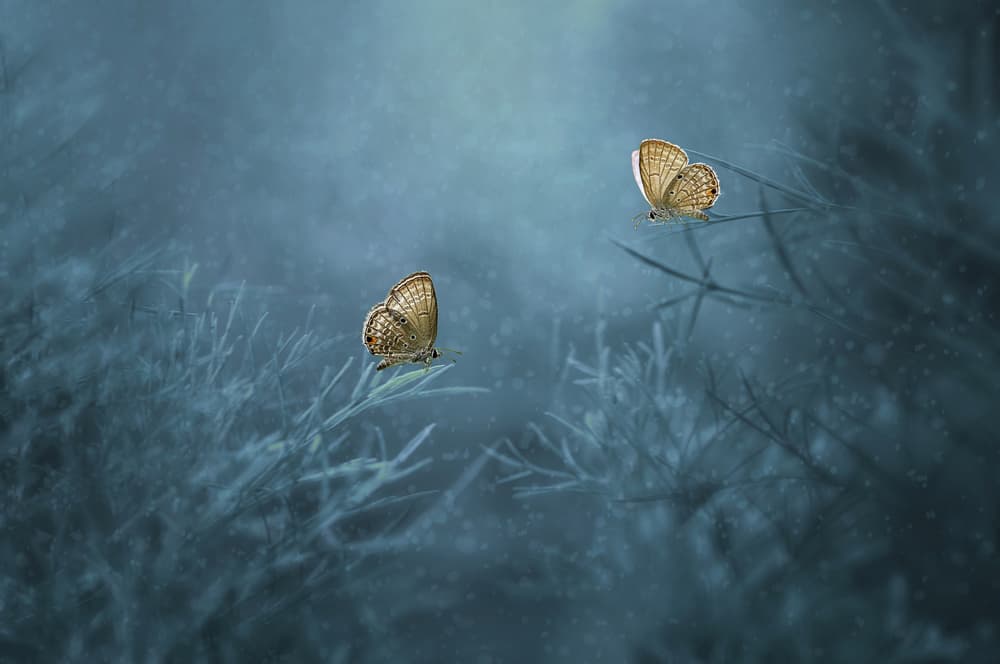 Ethereal Blue Butterflies by Edy Pamungkas — canvas wall art
