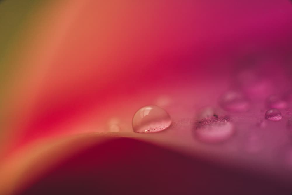 Pink Petal Dewdrop by Javier Pardina — canvas wall art