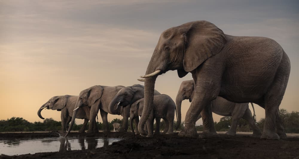 Sunset Elephant Herd by Clint Ralph — canvas wall art