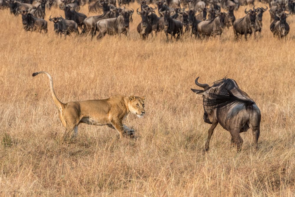 Lioness Hunting Wildebeest by Jeffrey C. Sink — canvas wall art