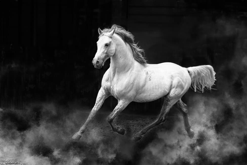 Spirited White Horse Galloping by Dennis Zhang — canvas wall art