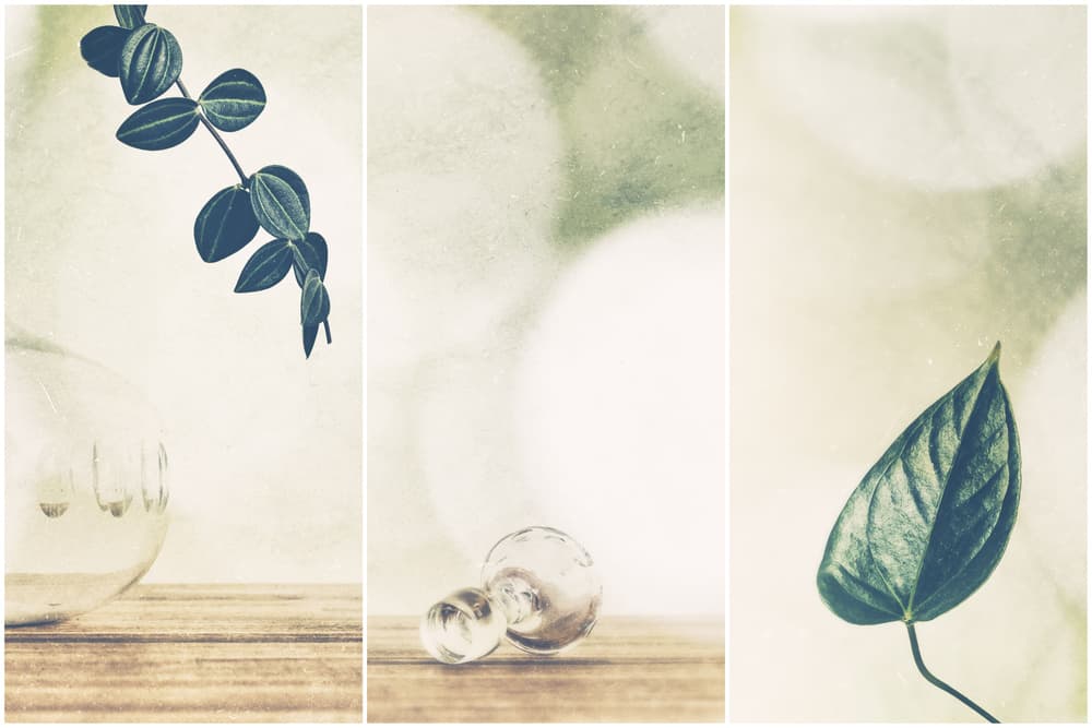 Botanical Green Serenity by Gustav Davidsson — canvas wall art