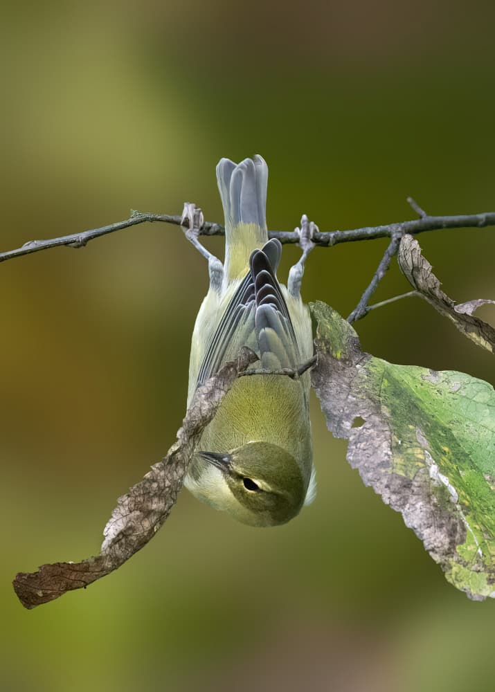 Green Bird Upside Down by Robert Zhang — canvas wall art