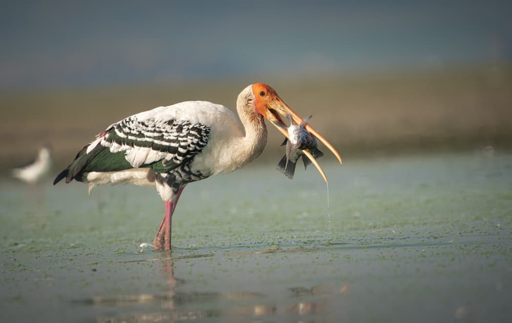Stork Fishing Moment by Rahul Wedpathak — canvas wall art